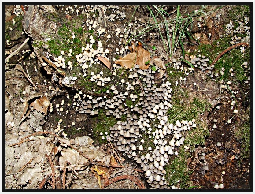 Un paio di giornate micologiche a Bagno di Romagna (FC)